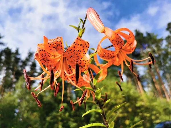 Lilium Lancifolium Thunb Лілій Тигр Ker Gawl Краплі Дощу Фоні — стокове фото