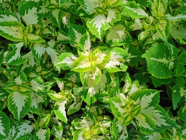 Blommig Bakgrund Gröna Coleus Blad Med Vit Mitt Solig Sommardag — Stockfoto