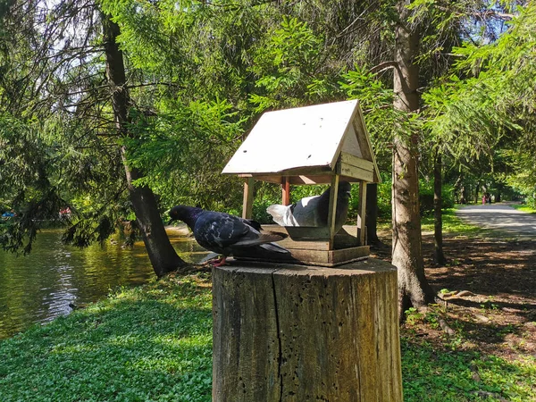 Una Paloma Está Sentada Dentro Una Casa Madera Alimentador Para —  Fotos de Stock