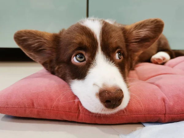 Cucciolo Marrone Mesi Con Museruola Bianca Cardigan Gallese Corgi Giace — Foto Stock