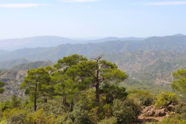Mavi gökyüzüne karşı Troodos dağlarında çam ağaçları büyüyor. Kıbrıs.