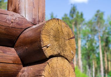 Haşerelerden ve çevresel etkilerden oluşan ağaç kütüklerinden yapılmış bir kulübe parçası. Bir ormanın arka planına ve bulutlu mavi gökyüzüne çarpıyor.