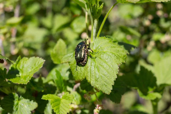 A large green beetle with shaggy legs sits on a currant leaf.