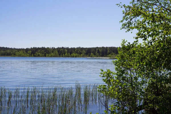 Uma Árvore Decídua Com Folhas Cor Esmeralda Margem Lago Florestal — Fotografia de Stock