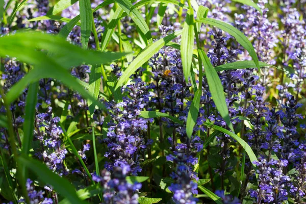 Decoratieve Mos Het Gras Bloeiend Met Blauwe Bloemen — Stockfoto