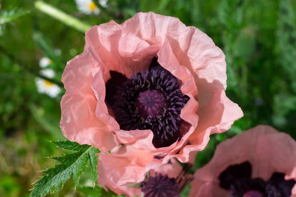 Vue Dessus Une Fleur Pavot Décorative Rose Papaver Dont Les — Photo