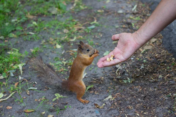 Esquilo Vermelho Esbelto Com Uma Cauda Cinza Arbustiva Fica Suas — Fotografia de Stock