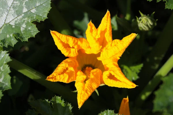 Grande Fiore Zucca Giallo Boccioli Tra Steli Foglie Intagliate Sfondo — Foto Stock