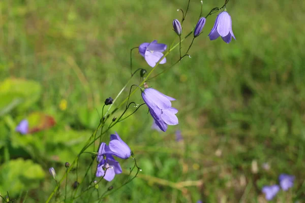 Flores Azules Suaves Botones Campana Lat Perpressa Sobre Fondo Verde — Foto de Stock