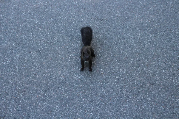 Schwarzes Eichhörnchen Auf Einer Grauen Asphaltstraße Elagin Park Von Petersburg — Stockfoto