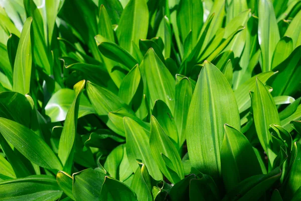 Veel Bladeren Van Groenblijvende Lat Colchicum Autumnale Het Voorjaar Als — Stockfoto