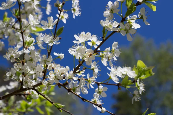 Třešňové Květy Lat Cerasus Modrém Pozadí — Stock fotografie