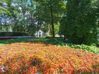 Güneşli bir yaz gününde, sarı kenarlı kırmızı yaprakları olan, parktaki bir çiçek bahçesi..