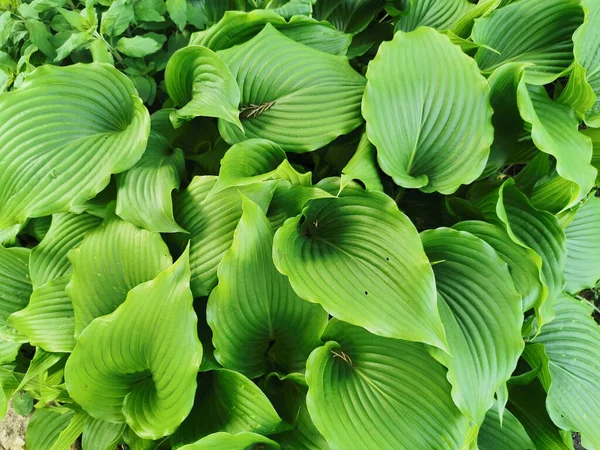 Hosta Verde Brillante Grande Hojas Vista Superior Jardín Botánico San —  Fotos de Stock