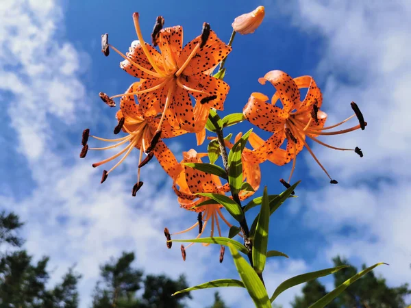 릴리의 Lilium Lancifolium Thunb Lilium Tigrinum Ker Gawl 구름으로 하늘을 — 스톡 사진