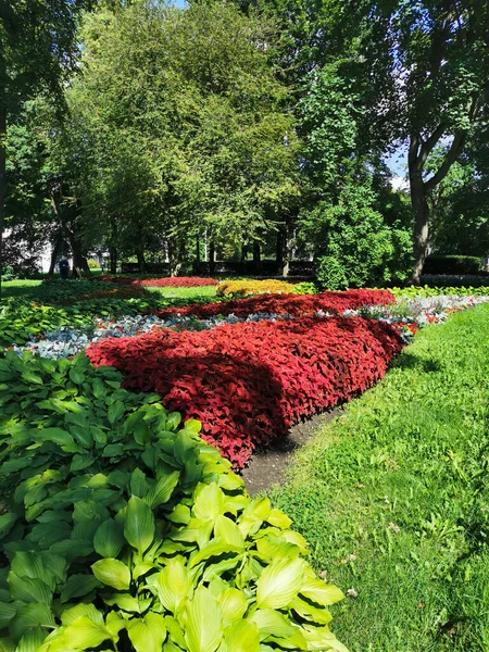 Цветочные Клумбы Парке Кольем Хоста Растения Серебряными Листьями Солнечный Летний — стоковое фото