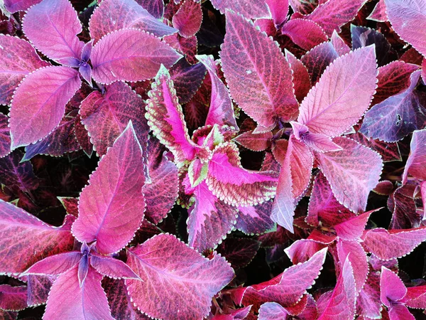 Fundo Flor Coleus Com Folhas Vermelhas Escuras Dia Ensolarado Verão — Fotografia de Stock