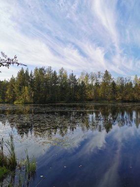 Sestroretsk bataklık ekotrosundaki orman gölü, çimenlerin büyüdüğü sularda, düşen yapraklar yüzer, sonbahar ağaçları ve tüylü bulutlu mavi gökyüzü yansıtılır..