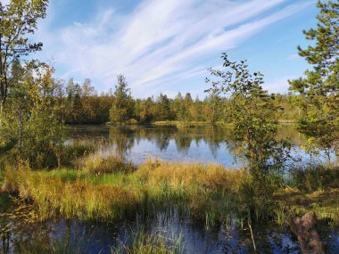 Sestroretsk bataklık ekotrosunda, bir orman gölünün suyunda büyüyen çimenler ve ağaçlar, güneşli bir sonbahar gününde, ağaçların ve gökyüzünün bulutlarıyla yansıtıldığı suda..