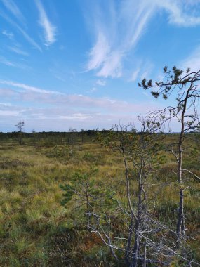 Sestroretsk bataklık ekotrosundan, kuru çimenlerin ve bataklıkta büyüyen alçak ağaçların manzarası. Bataklığın etrafında bir orman var. Sıcak, güneşli bir sonbahar gününde güzel bulutlu mavi bir gökyüzünün arka planında.