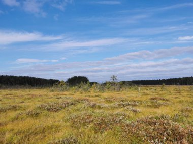 Sestroretsk bataklık ekotrosundan, kuru çimenlerin ve bataklıkta büyüyen alçak ağaçların manzarası. Bataklığın etrafında bir orman var. Sıcak, güneşli bir sonbahar gününde güzel bulutlu mavi bir gökyüzünün arka planında.