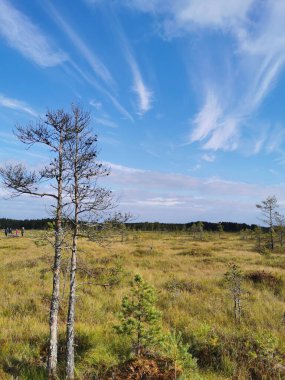 Sestroretsk bataklık ekotrosundan, kuru çimenlerin ve bataklıkta büyüyen alçak ağaçların manzarası. Bataklığın etrafında bir orman var. Sıcak, güneşli bir sonbahar gününde güzel bulutlu mavi bir gökyüzünün arka planında.