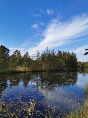 Sestroretsk 'teki orman gölü. Düşen yaprakların süzüldüğü, ağaçların olduğu ve bulutlarla kaplı gökyüzünün güneşli bir sonbahar gününe yansıdığı bataklık ekotropu..