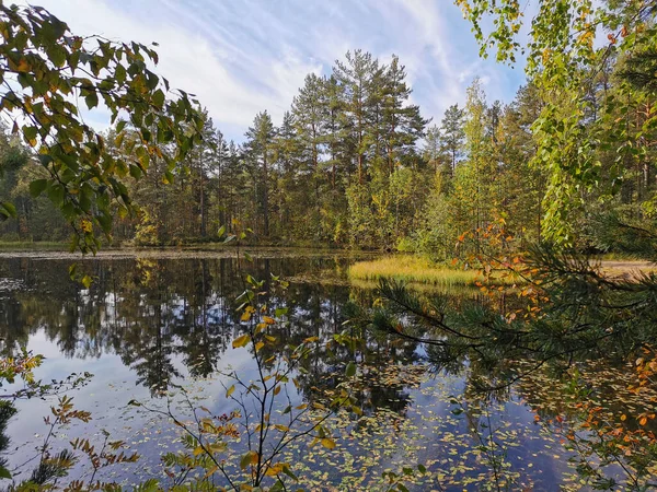 Озеро Леса Сестрорецком Болоте Отражаются Экотропы Воде Которых Падали Листья — стоковое фото