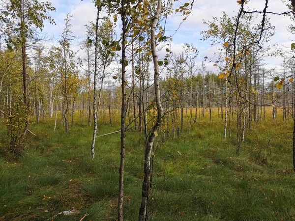 Ecotropa Sestroretsk Swamp Young Birches Growing Swamp Hummocks Grass Warm — Stock Photo, Image