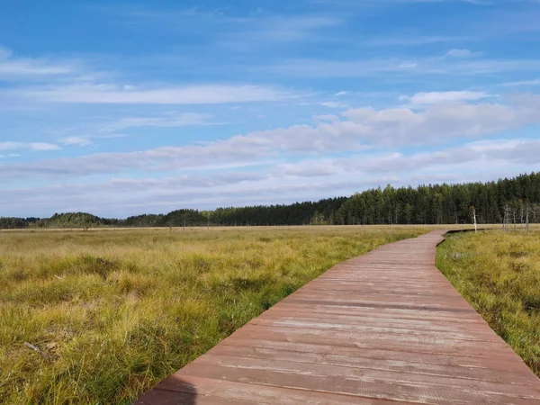 Kahverengi tahtalardan yapılmış döşeme Sestroretsk bataklık ekotrosunun insansız bir bölümüdür. Doğrudan bataklığın üzerinden geçer ve ormana doğru gider. Sıcak, güneşli bir sonbahar gününde güzel bulutlu mavi bir gökyüzünün arka planında.