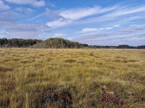 Sestroretsk bataklık ekotrosundan, kuru çimenlerin ve bataklıkta büyüyen alçak ağaçların manzarası. Bataklığın etrafında bir orman var. Sıcak, güneşli bir sonbahar gününde güzel bulutlu mavi bir gökyüzünün arka planında.