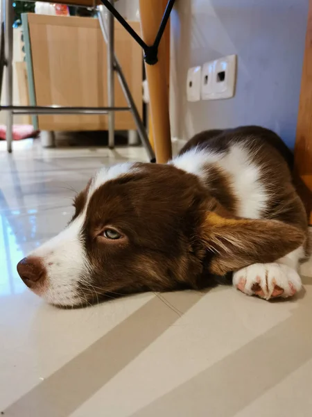 Chiot Gallois Corgi Mois Brun Blanc Gît Sur Ventre Entre — Photo