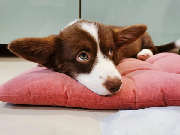 Egy Hónapos Barna Kiskutya Fehér Szájkosaras Walesi Corgi Kardigánnal Fekszik — Stock Fotó