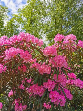 Ağaçların ve mavi gökyüzünün arka planında St. Petersburg 'un botanik bahçesinde bulutlarla kaplı pembe leylak renkli Makino rhododendron (Latince: rhododendron makinoi Tagg) çalısı ve tomurcukları ile.