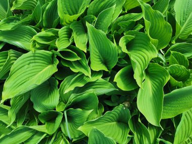 Keskin mat yeşil hosta yaprakları, üst manzara, St. Petersburg Botanik Bahçesi.