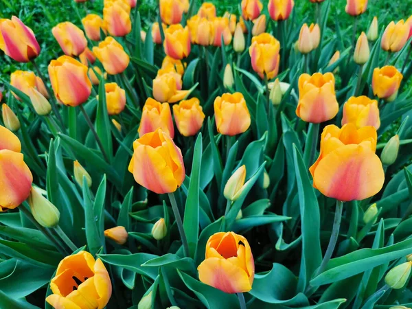 Tulipes Orange Sur Lit Fleurs Parmi Les Feuilles Vertes Festival — Photo