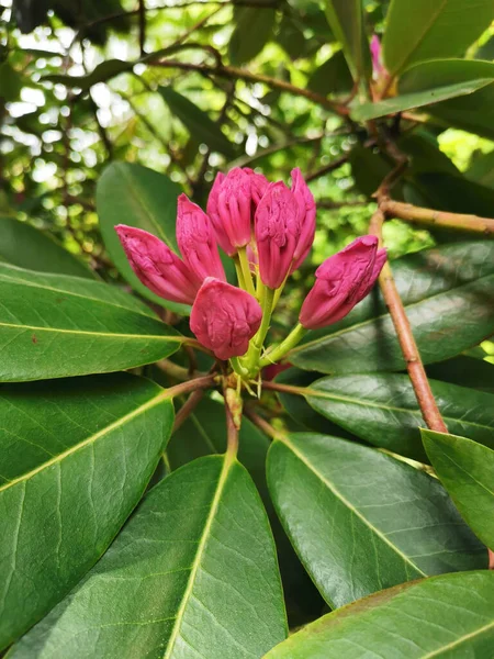Knopp Rhododendron Börjar Blomma Sankt Petersburgs Botaniska Trädgård — Stockfoto