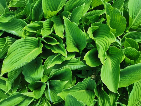 Sharp Ματ Πράσινα Φύλλα Hosta Κορυφαία Θέα Στον Βοτανικό Κήπο — Φωτογραφία Αρχείου