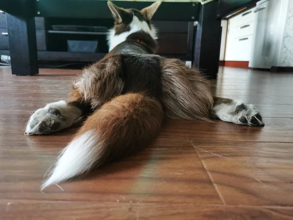 Cardigan Gallois Corgi Brun Blanc Est Couché Sur Ventre Par — Photo