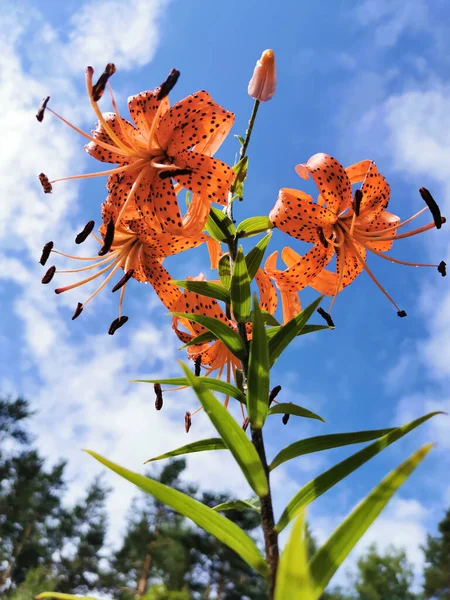 花序の下からの眺めユリ披針形 トラユリ ラテン語 Lilium Lancifolium Thunb Lilium Tigrinum Ker Gawl — ストック写真