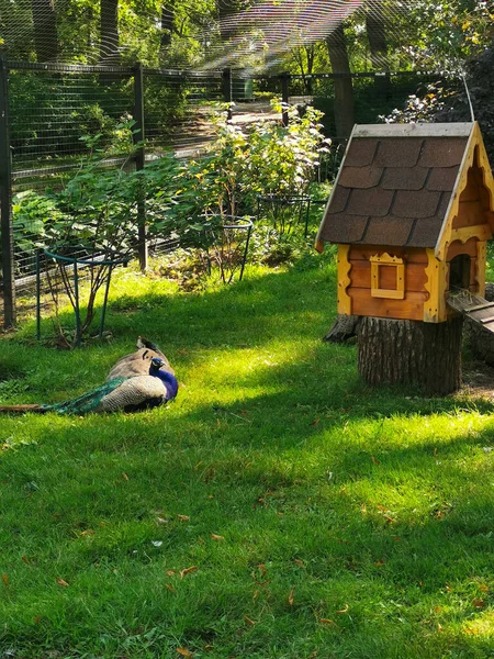 Peacock Peahen Hierba Parque Lado Una Casa Madera Con Techo —  Fotos de Stock