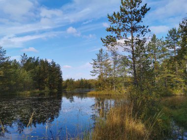 Sestroretsk bataklık ekotrosunda, bir orman gölünün kıyısında büyüyen çimenler ve ağaçlar, güneşli bir sonbahar gününde, ağaçların ve gökyüzünün bulutlarla yansıtıldığı sularda..