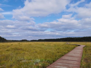 Tahta döşeme - Sestroretsk bataklık ekotrosunun bir bölümü, doğrudan bataklığın üzerinden geçiyor, uzaklığa doğru gidiyor. Sıcak, güneşli bir sonbahar gününde güzel bulutlu mavi bir gökyüzünün arka planında.