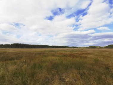 Sestroretsk bataklık ekotrosundan, kuru çimenlerin ve bataklıkta büyüyen alçak ağaçların manzarası. Bataklığın etrafında bir orman var. Sıcak, güneşli bir sonbahar gününde güzel bulutlu mavi bir gökyüzünün arka planında.