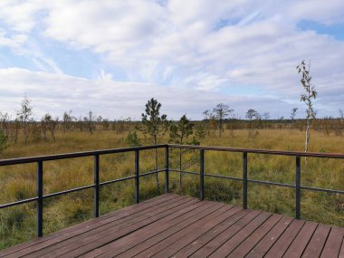 Sestroretsk bataklık ekotrosunda ahşap güvertesi olan bir gözlem güvertesi, bataklığın kuru otları ve alçak ağaçların manzarası. Sıcak, güneşli bir sonbahar gününde güzel bulutlu mavi bir gökyüzünün arka planında.