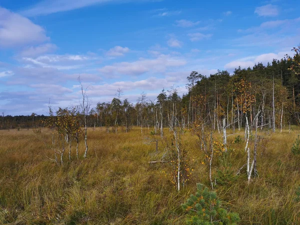 Ecotropa Sestroretsk Swamp Young Birches Growing Swamp Hummocks Grass Warm — Stock Photo, Image