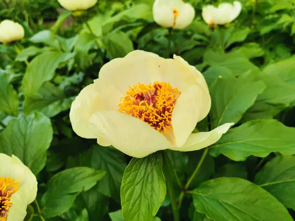 Pivoine Wittmann Paeonia Wittmanniana Hortwiss Lindt Blanc Avec Milieu Orange — Photo