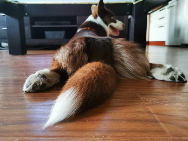 Een Bruin Wit Welsh Corgi Vest Ligt Zijn Buik Vloer — Stockfoto