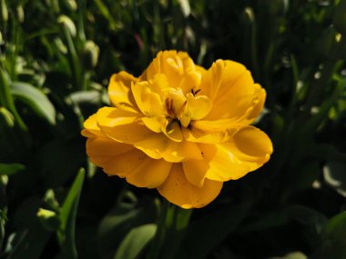 Sarı Terry, çok yapraklı lale. Üst Manzara. St. Petersburg 'daki Elagin Adası' ndaki lale festivali..