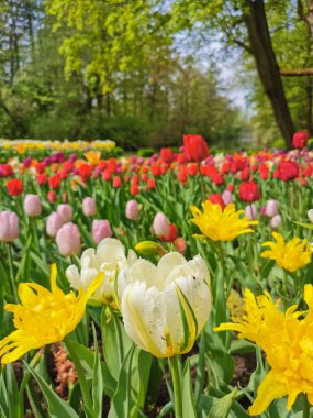 Ağaçların ve mavi gökyüzünün arka planında renkli lalelerle dolu büyük bir çiçek tarhı. St. Petersburg 'daki Elagin Adası' ndaki lale festivali..